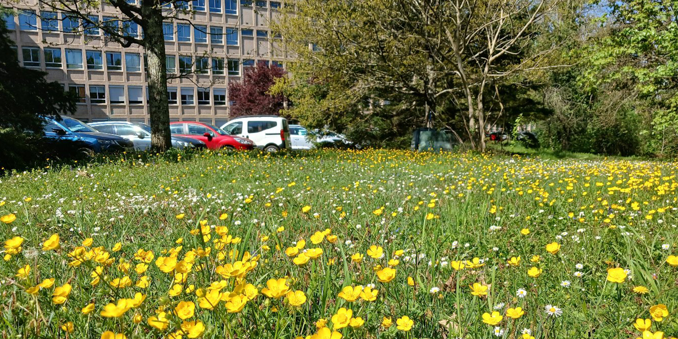 Le Lycée Grandmont, un Refuge pour la nature (37)